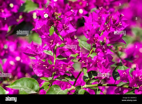 Beautiful Purple Flowers Stock Photo Alamy