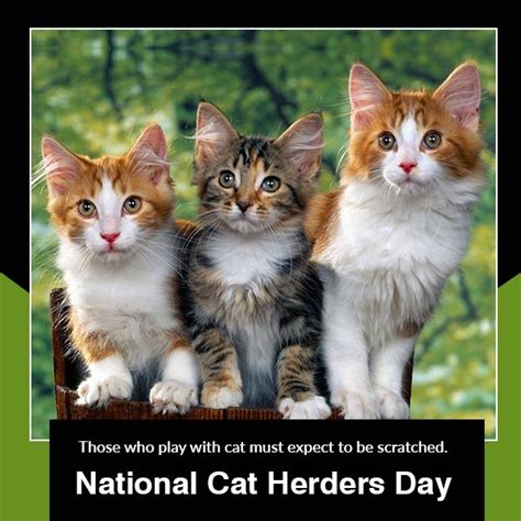 National Cat Herders Day Carpet Cleaning Pet Stains National Cat Pets