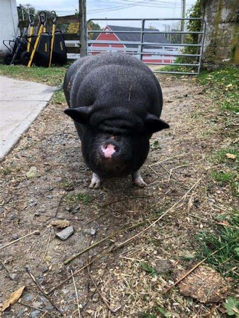 ‘mini Pig Sold By Breeder Grows To Be 200 Pounds The Dodo