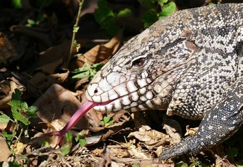 Dog Sized Lizards Invading Texas After Escaping Captivity