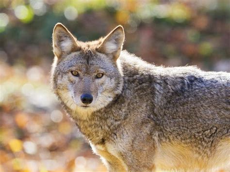 Aggressive Coyotes Reported At Uc Santa Cruz Police Warn Santa Cruz