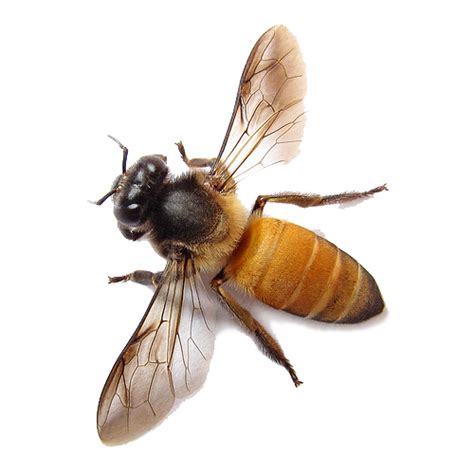 Collection Of Bee Png Pluspng