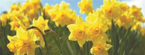 Yard And Garden Daffodil Care