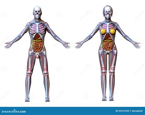 Anatomy Male Female Isolated On White Stock Illustration