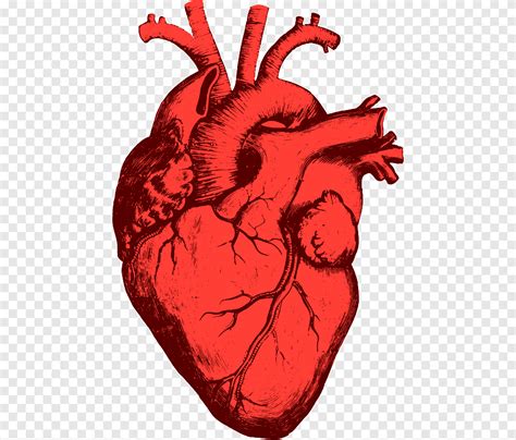 Heart Organ Outline