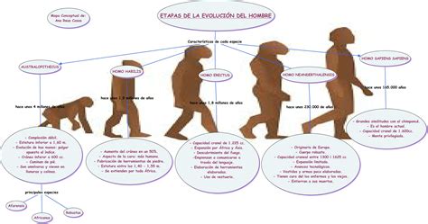 La EvoluciÓn Del Hombre ¿cómo Ha Evolucionado El Hombre
