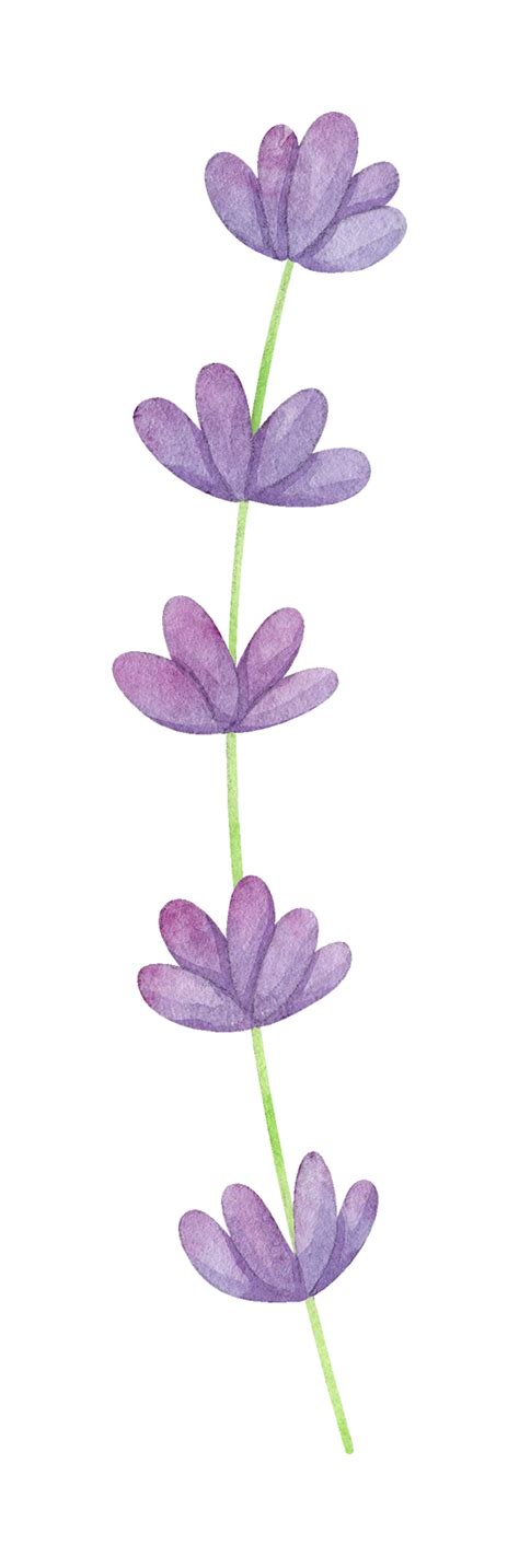 Watercolor Lavender Png Transparent
