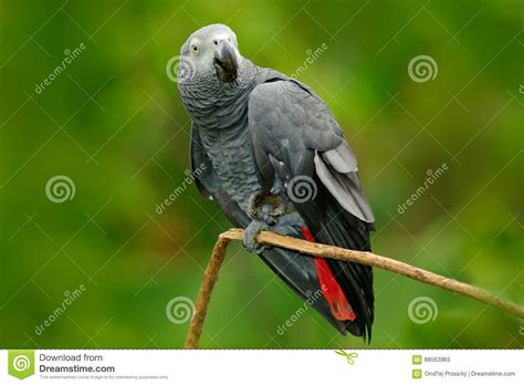 Parrot In The Green Forest Habitat African Grey Parrot Psittacus