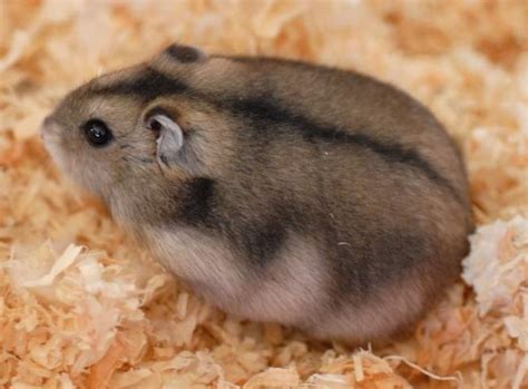 Russian Dwarf Hamster Watford Hertfordshire Pets4homes