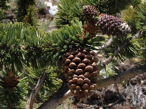 Ancient Bristlecone Pine Pinus Longaeva Ancient Bristleco Flickr