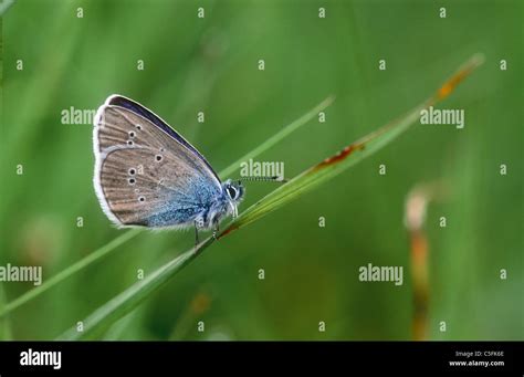 Mazarine Blue Butterfly Cyaniris Semiargus Dolomites Italy Stock