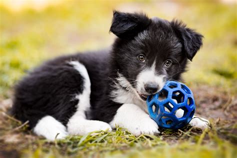Cute Border Collie Pup Playing Ball Hd Wallpaper Background Image