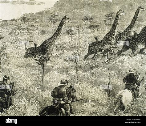 Africa Safari Giraffe Hunting Engraving 19th Century Stock Photo