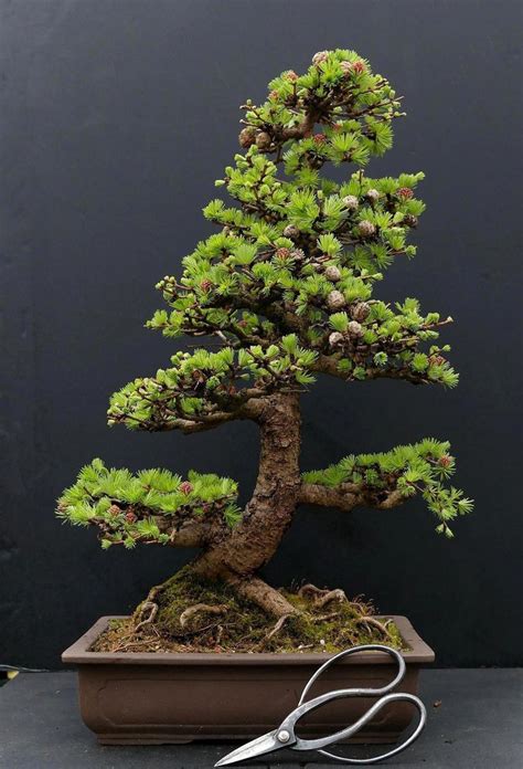 This tree is native to china, although it is now growing in different areas of the world as well. What is the best indoor bonsai tree for beginners? # ...