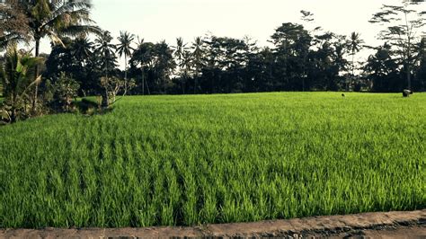 Rice Fields Bali Indonesia Wallpapers Top Free Rice Fields Bali