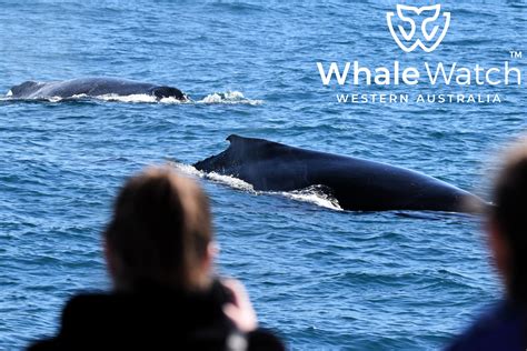 Where To See Whales In Perth Whale Watch Western Australia©️5 Whale