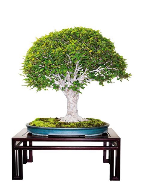 Broom style – Bonsai Today