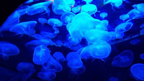 Luminous Blue Jellyfishes Hd Relaxing Screensaver Youtube