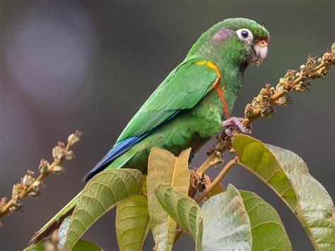 25 Beautiful Birds In Colombia That You Wont Want To Miss Sonoma Birding