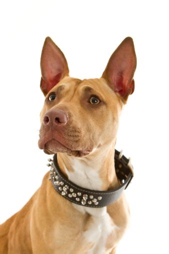 Texas Red Nose Pitbull Stock Photo Download Image Now Animal