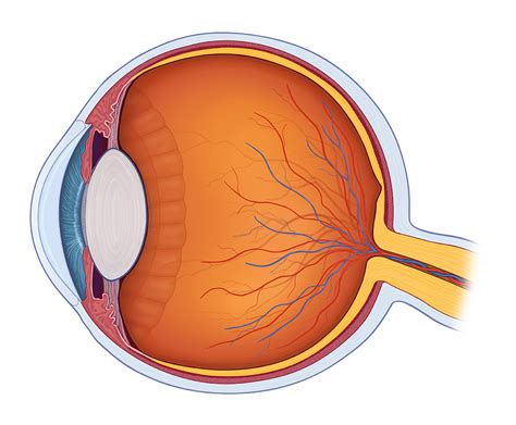 Eye Human Anatomy