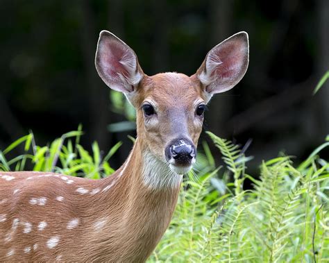 Whitetail Fawn Photograph By Charlie Cropp Fine Art America