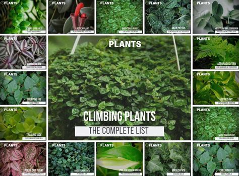 19 Types Of Vine Plants For Vivariums Placement And Pictures Plants