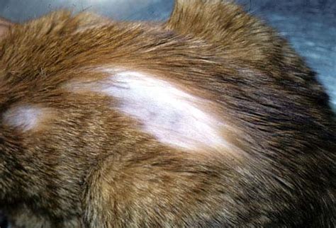 Left unmanaged, this leads to psychogenic alopecia. Облысение у кошек: симптомы, причины, лечение и профилактика