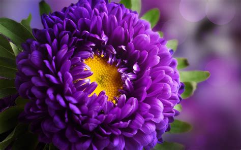 Purple Flower Hd Wallpapers