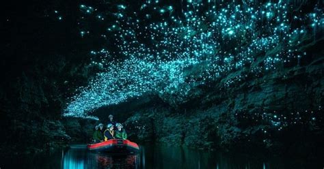 These make up the majority of their diet. New Zealand's Glow Worm Caves Glimmer Naturally With ...