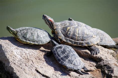 Pet Turtle Species That Stay Small With Pictures Pet Keen