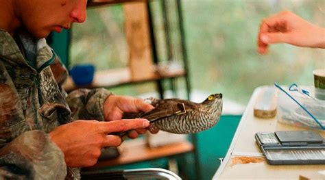 Ornitologia O Estudo Das Aves Zoologia Biólogo