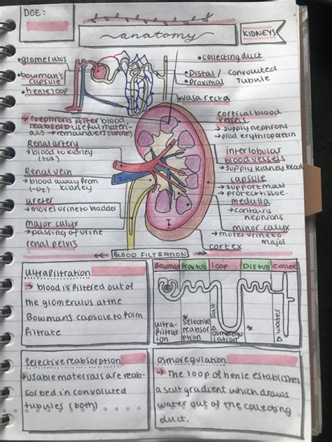 Kidney Anatomy Cheat Sheet Medical School Inspiration Medical School