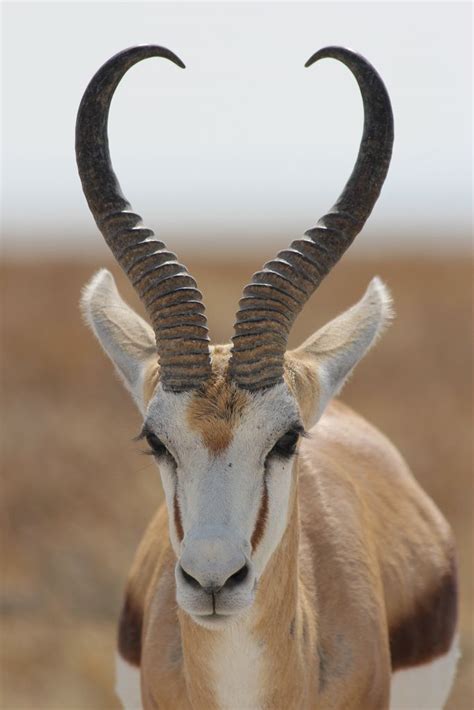 List African Animals With Horns 40 Hilarious Pictures Of African