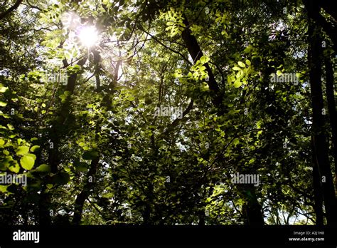 Sunlight Filtering Through Branches Of Trees Uk Stock Photo Alamy