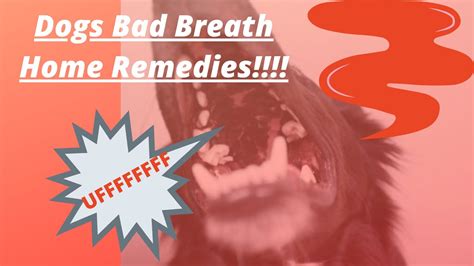 🔥tips And Complete Guide “ Dogs Bad Breath Home Remedies ”👍 Youtube