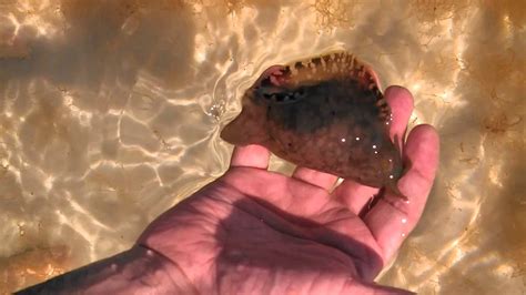 Brown Sea Slug Destin Fl 10202013 Youtube