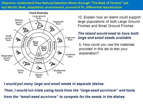 Number of finches and names, notes on biology of different species, variability between species (especially beaks) p. Bestseller: Beaks Of Finches State Lab Answer Key