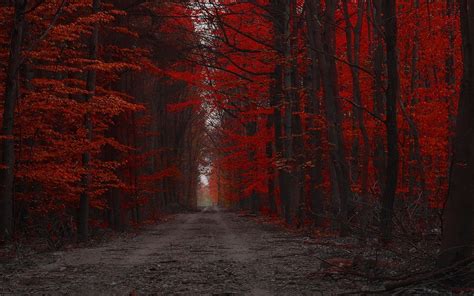 Hd Red Forest Wallpaper