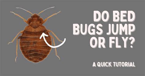 Do Bed Bugs Jump Do Bed Bugs Fly A Quick Tutorial