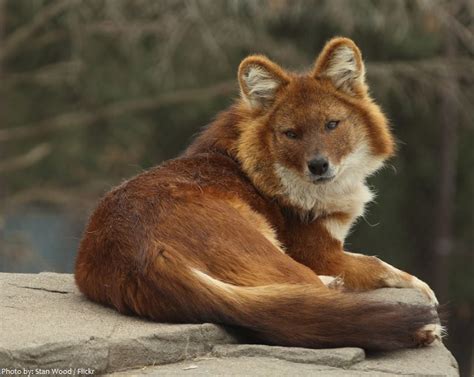 Interesting Facts About Dholes Just Fun Facts