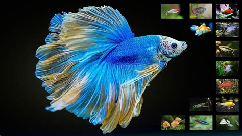 Top 24 Types Of Tropical Freshwater Aquarium Fish You Should Have Youtube