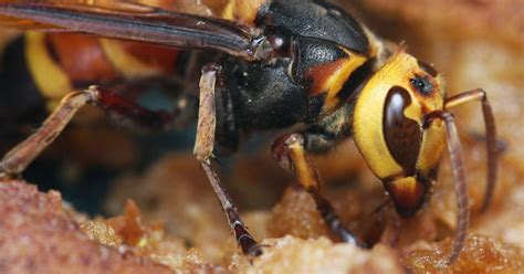 Killer Asian Hornets Spotted In Hull Do They Sting And What You Should Do If You See One