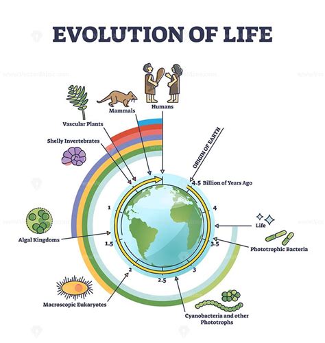 Evolution Of Life With Round Timeline For Living Development Outline