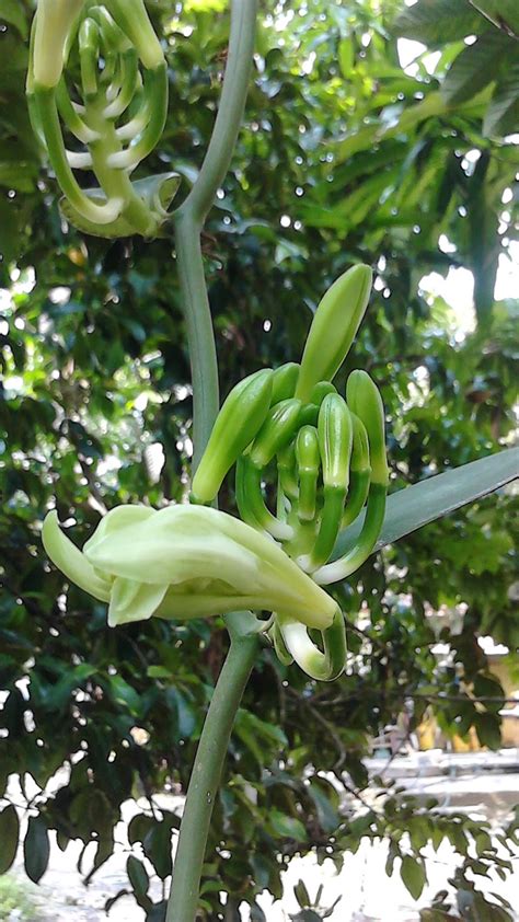 Cara mencuri dengar melalui dinding. akuyangakut.blogspot : Pokok Vanilla hidup di Malaysia