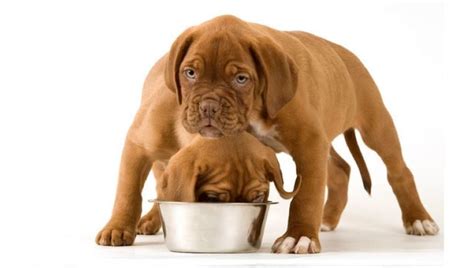 In june 2019, the food and drug administration made headlines when it linked 16 brands of dog food to dcm. FDA names 16 brands of dog food possibly linked to canine ...