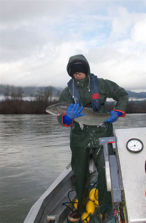 Upper Skagit Tribe Harvests Last Full Return Of Hatchery Steelhead