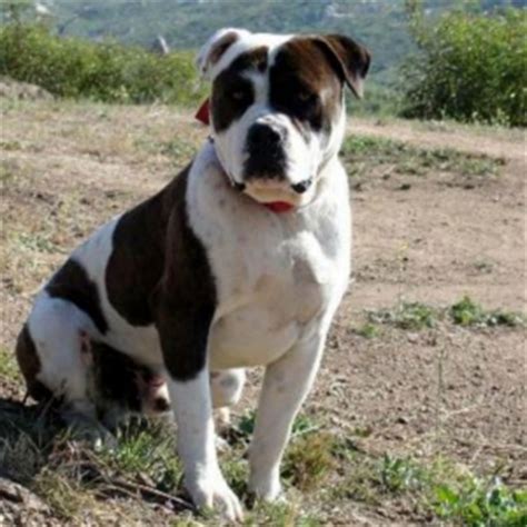 We have everything related to alapaha blue blood bulldogs. Alapaha Blue Blood Bulldog Info, Temperament, Puppies ...