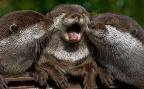 Happy Baby Otters Teh Cute