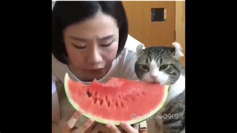 Cat Eating Watermelon Funny Cats Compilation 3 Youtube